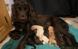 Cocker Spaniel dogs for sale: Stunning litter of Working Cocker Spaniels - Image 8