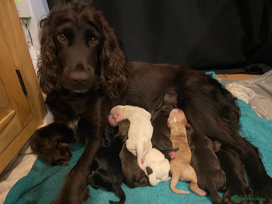 Cocker Spaniel dogs for sale: Stunning litter of Working Cocker Spaniels - Image 8
