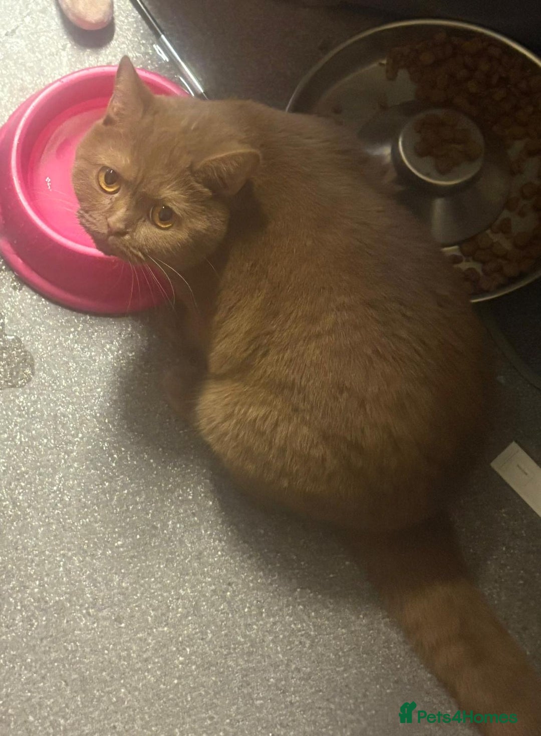 British Shorthair cats for sale: Beautiful British ShortHair Rare Fawn - Advert 11