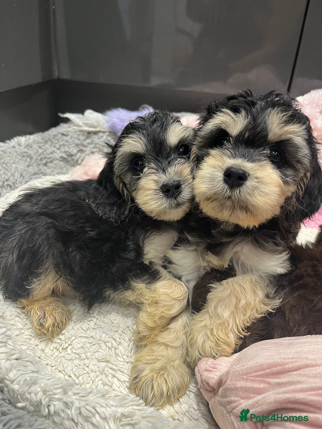 Cockapoo dogs for sale: Beautiful F1 Cockapoo puppies  - Image 9