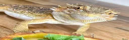 Bearded Dragon reptiles for sale: Beautiful female bearded dragon - Advert 4