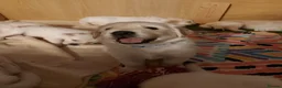Golden Retriever dogs for sale: KC registered Golden Retriever Pups *5 Males* - Advert 23