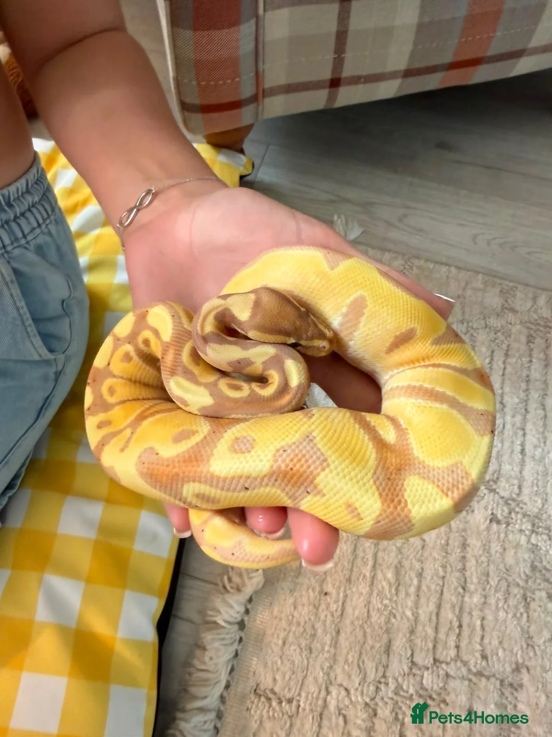 Python Snake reptiles for sale: Male Banana Python  - Advert 1
