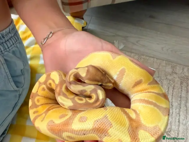 Python Snake reptiles for sale: Male Banana Python - Advert 1