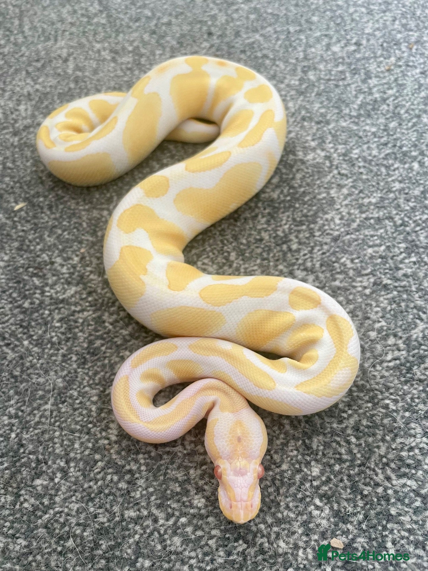 Python Snake reptiles Albino Ball Python - 66% het pied royal python - Advert 2