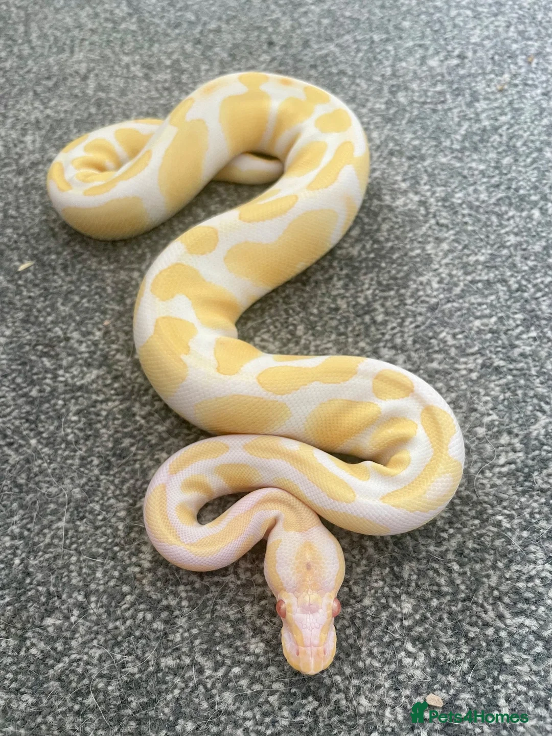 Python Snake reptiles for sale: Albino Ball Python - 66% het pied royal python - Advert 1