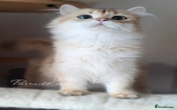 British Longhair cats for sale: Chocolate Golden British Longhair kitten - Image 2