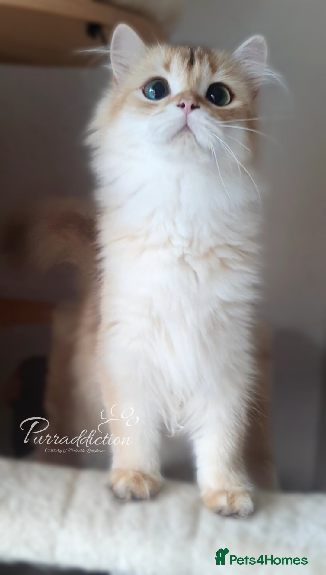 British Longhair cats for sale: Chocolate Golden British Longhair kitten - Image 2
