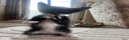 British Shorthair cats for sale: Beautiful Tuxedo kittens in Chichester - Advert 7