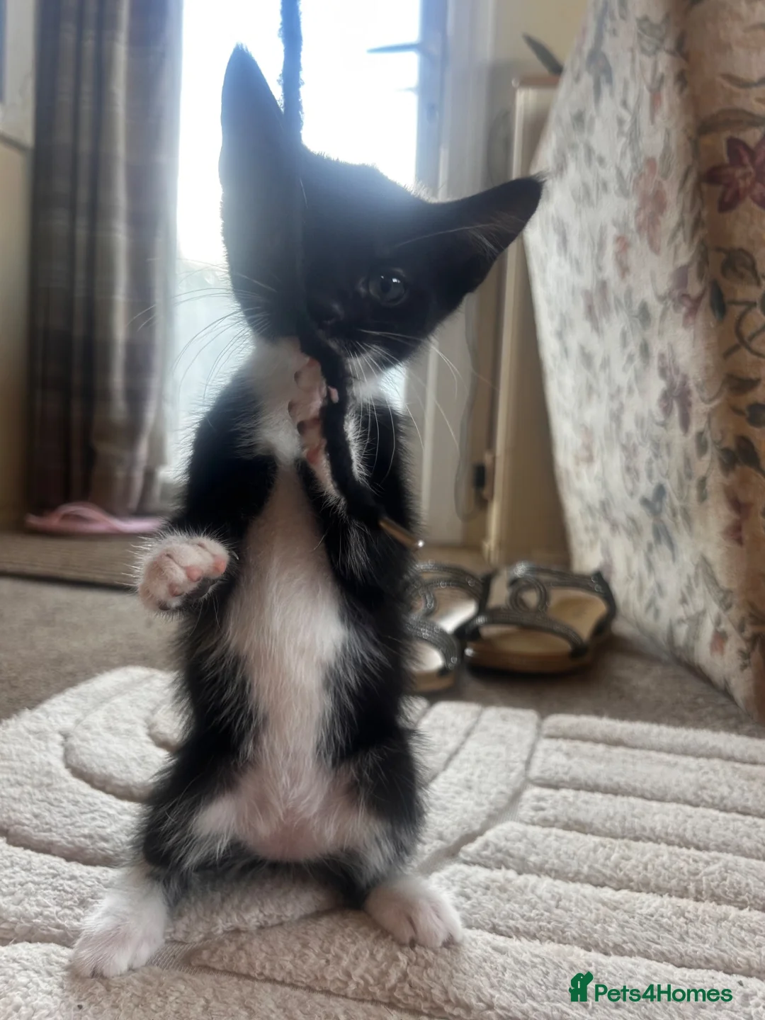 British Shorthair cats for sale: Beautiful Tuxedo kittens in Chichester - Advert 7