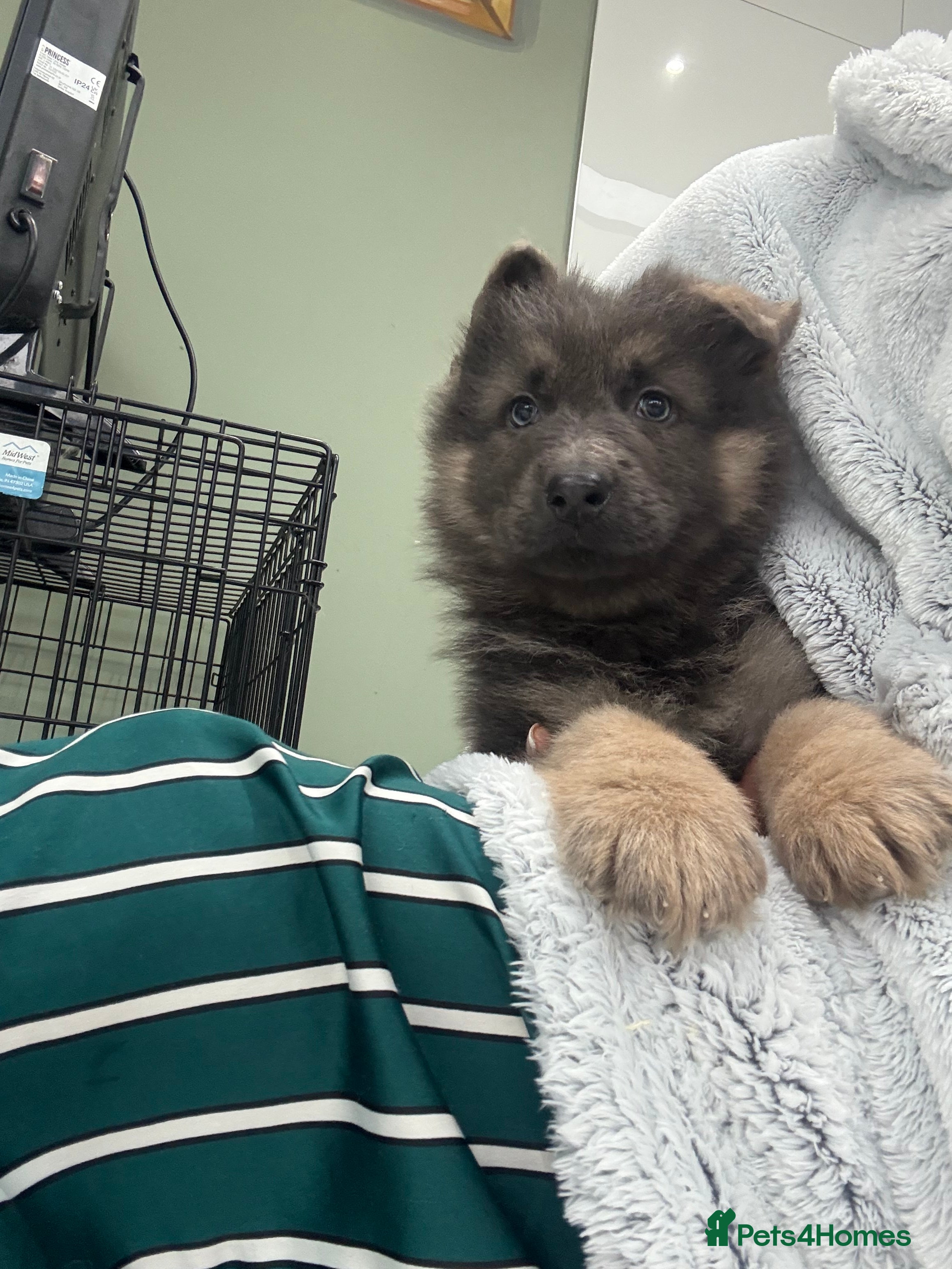 German Shepherd dogs ❤️KC pups ✨ health tested parents  - Advert 16