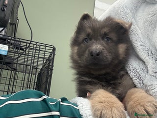 German Shepherd dogs ❤️KC pups ✨ health tested parents - Advert 16