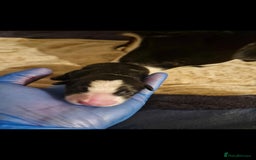 Border Collie dogs for sale: Pure border collie puppies  - Image 2