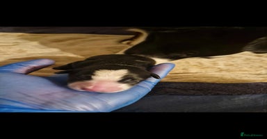 Border Collie dogs - Advert 4