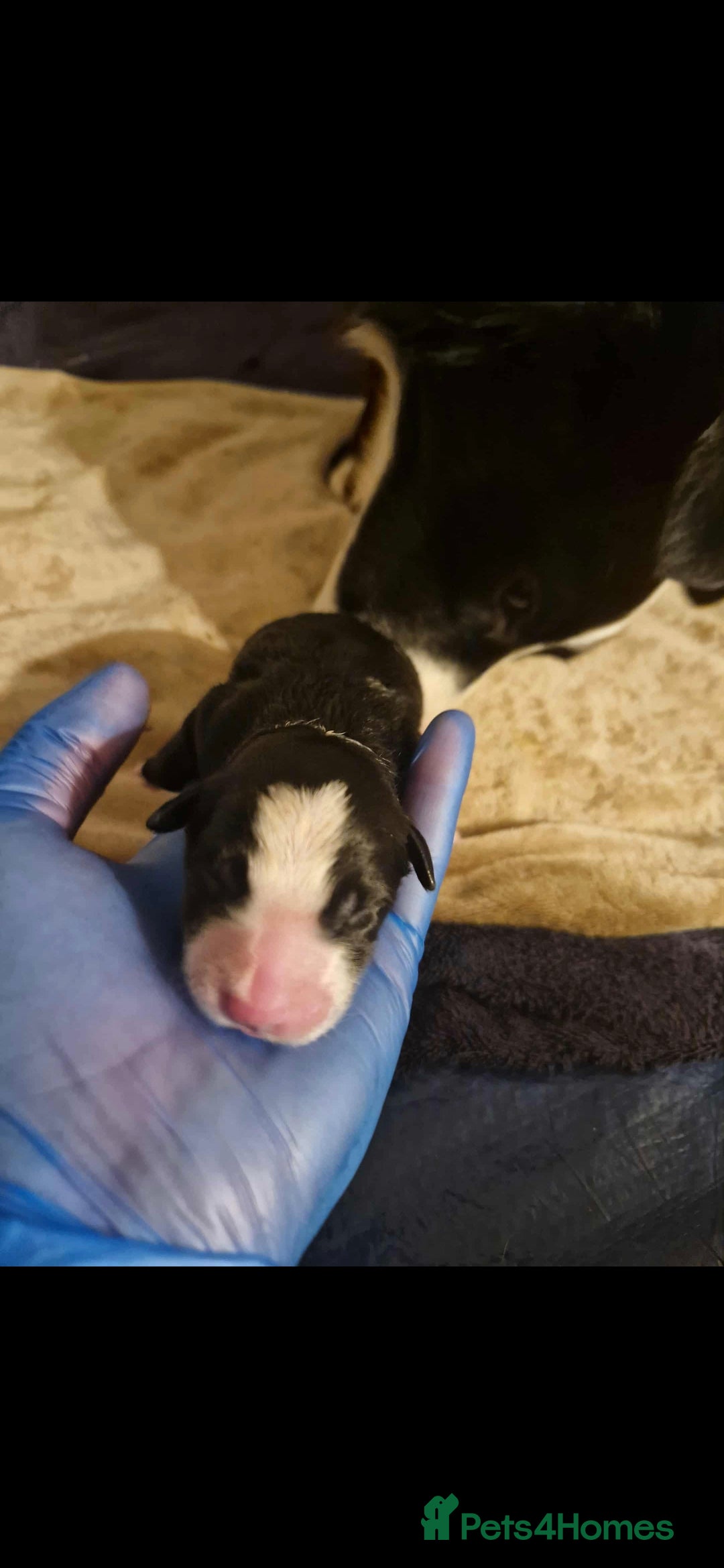 Border Collie dogs for sale: Pure border collie puppies  - Image 2