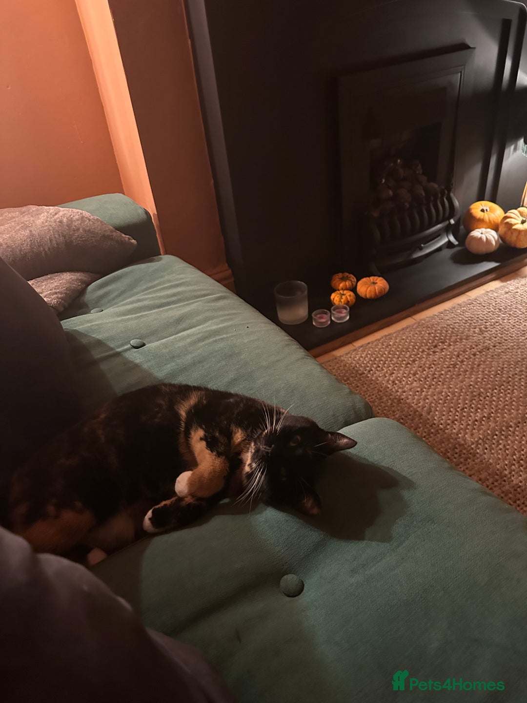 Bengal cats for sale: Bengal mix for rehome  - Advert 3