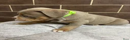 American Bully dogs for sale: POCKET BULLYS  in Orpington - Advert 7