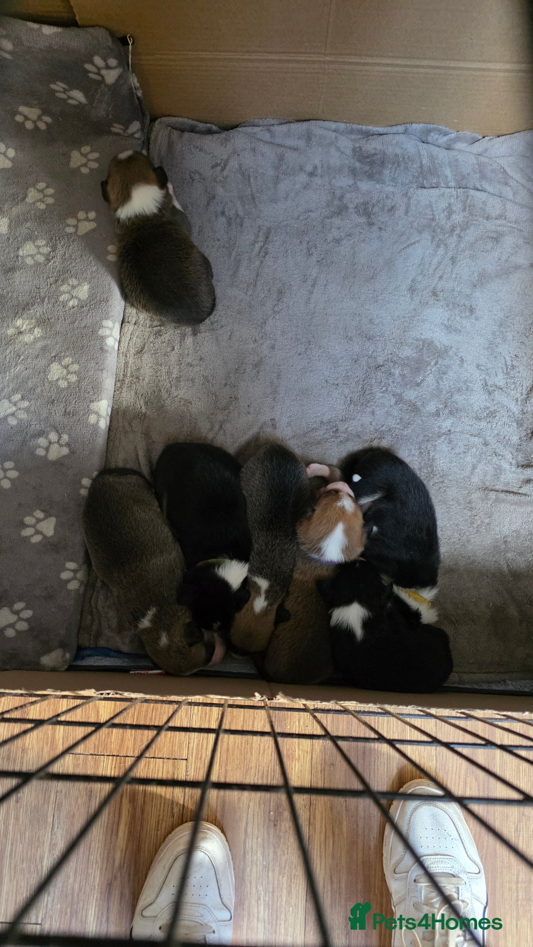 Mixed Breed dogs for sale: Beautiful collie x kelpie puppies  - Image 15