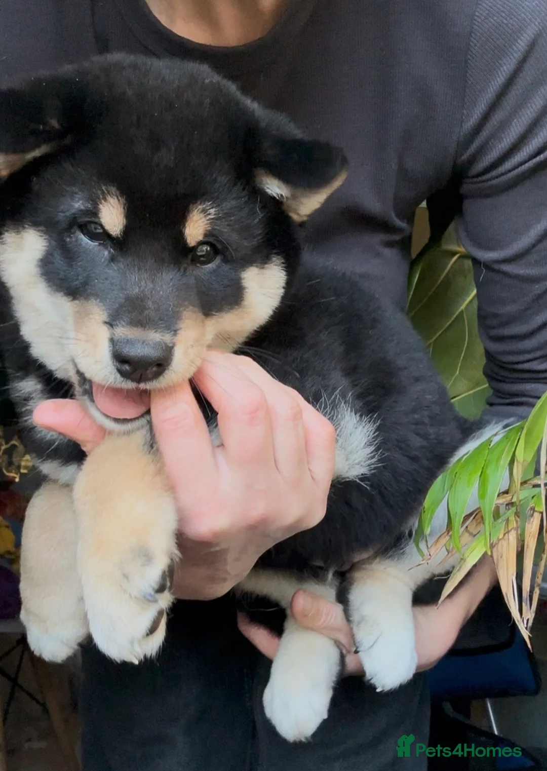 Japanese Shiba Inu dogs for sale: 10 weeks old KC Black/Tan Boy 💖 - Advert 8