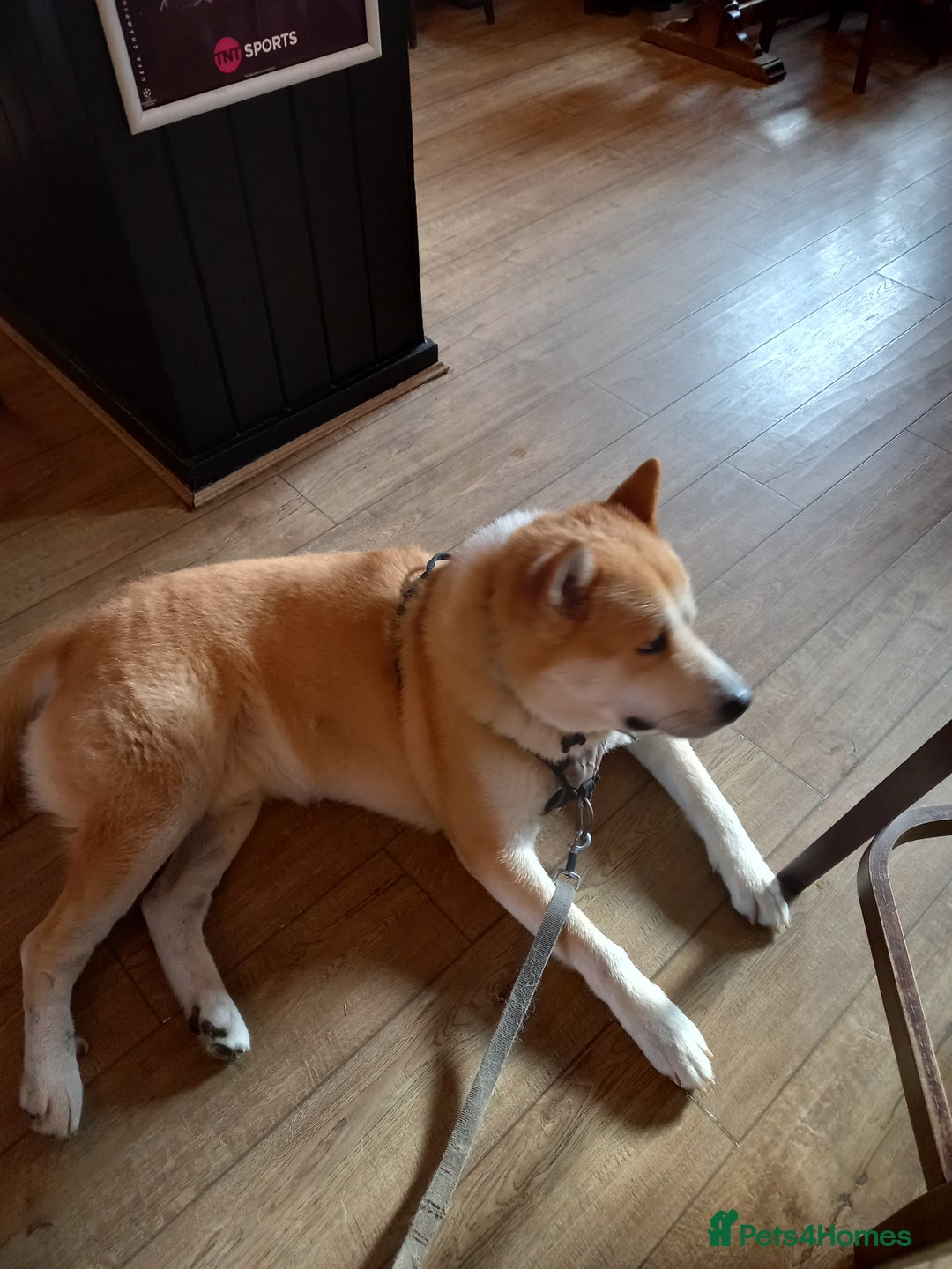 Akita dogs for stud: Apollo  - Advert 6