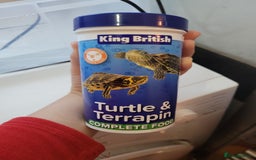 Turtle reptiles for sale: TURTLES FOR SALE - Image 2