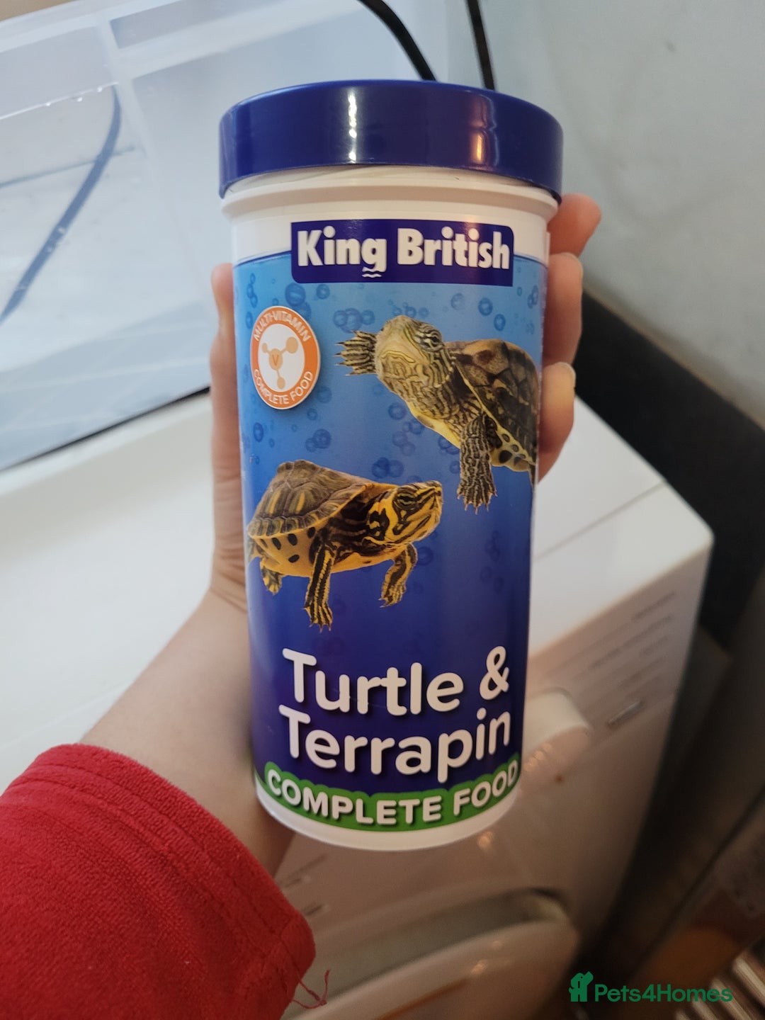 Turtle reptiles for sale: TURTLES FOR SALE - Image 2