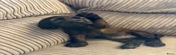Cocker Spaniel dogs for sale: Beautiful show type cocker spaniel puppies - Advert 17