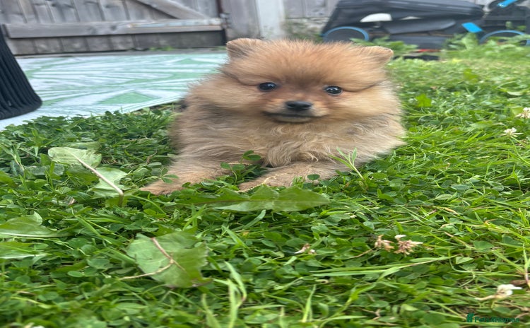 Pomeranian dogs - Advert 1