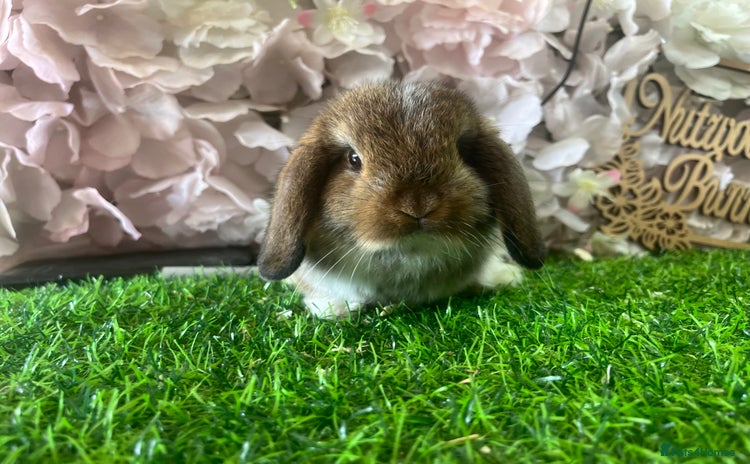 Mini Lop rabbits in Southampton - Advert 7