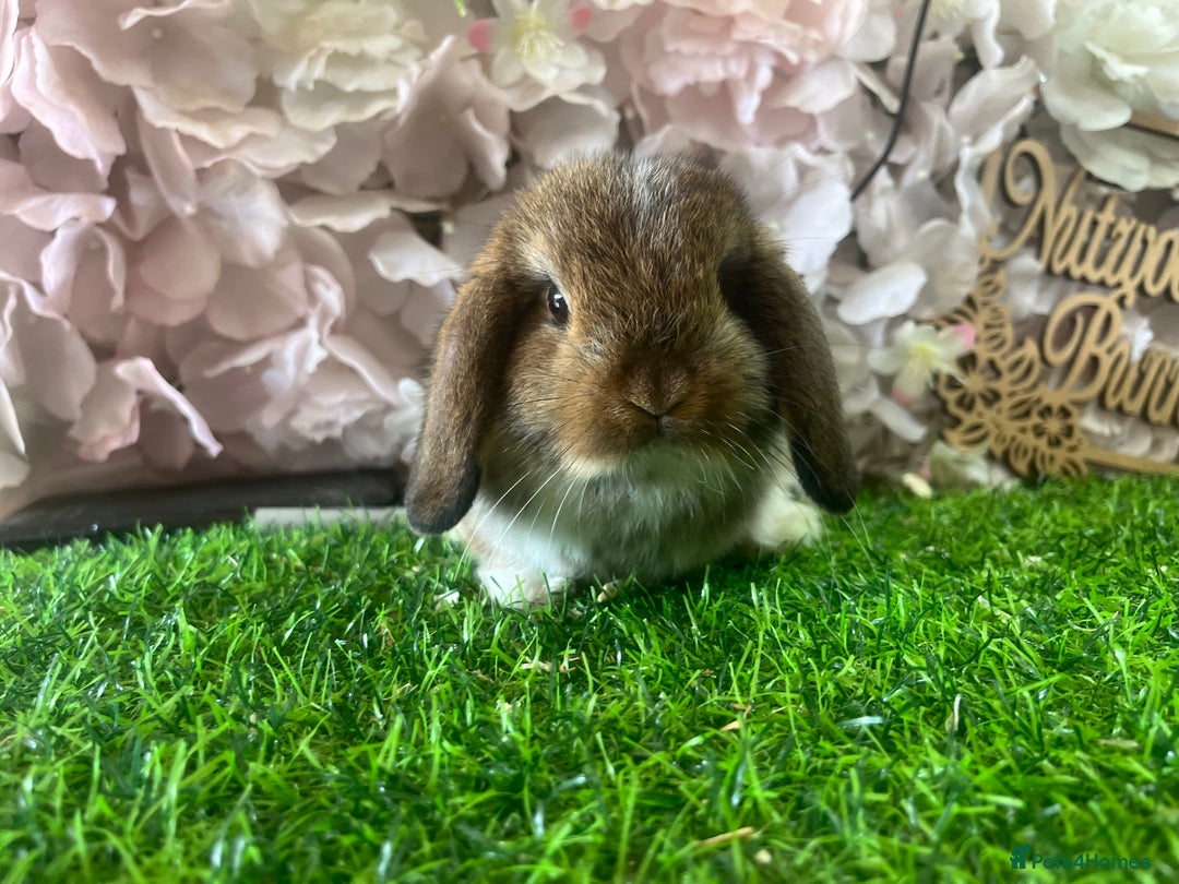 Mini Lop rabbits for sale: Pure mini lop in Southampton - Image 1