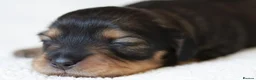 Miniature Dachshund dogs for sale: 5*Licensed+KCreg+Vetchecked+PRAclear+LONG HAIRED - Advert 23