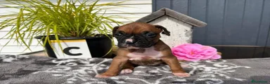 Boxer 5