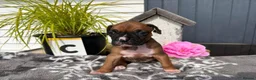 Boxer dogs for sale: 5 show pure Boxers Puppies - Advert 4