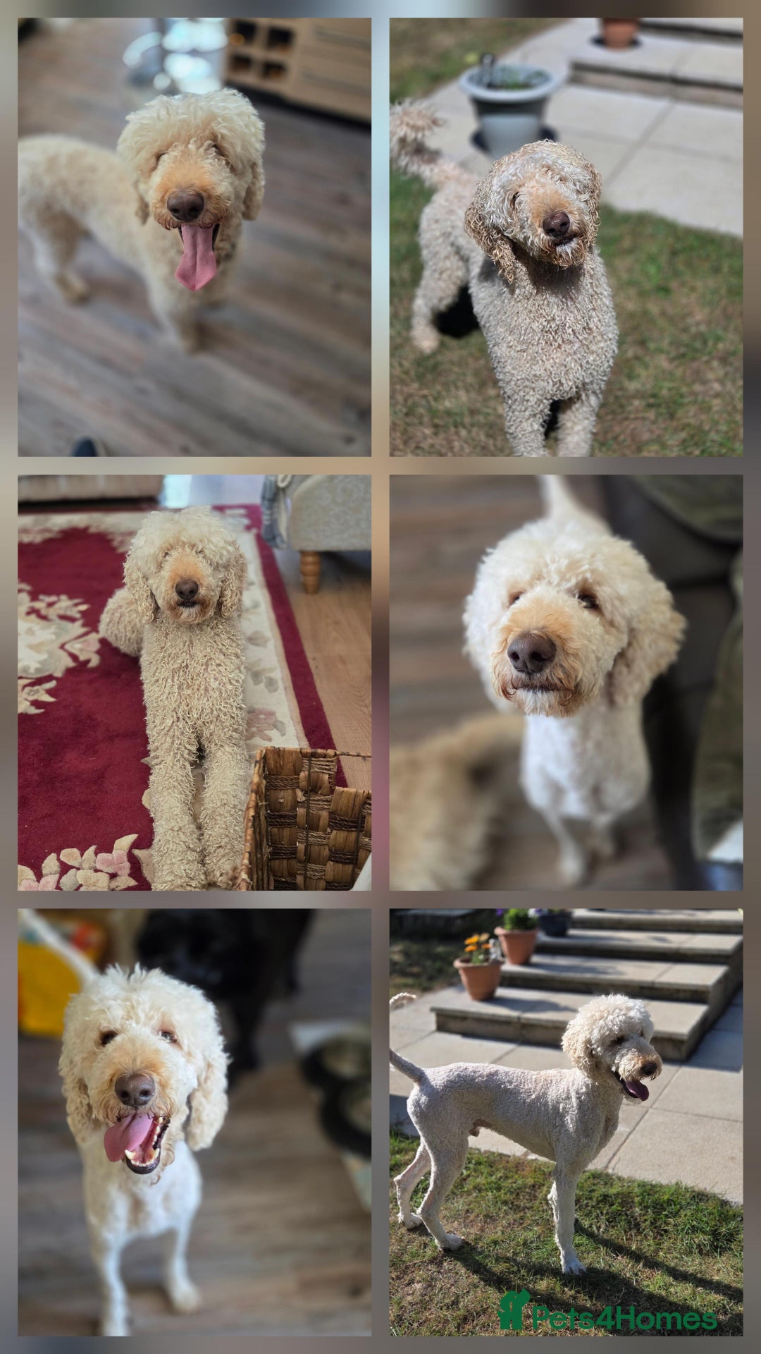 Standard Poodle dogs for adoption: ⭐ Could You Be Blue’s Happy Ever After? - Image 4