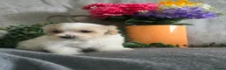 Miniature Poodle dogs for sale: Very small  harlequin miniature poodles  - Advert 6
