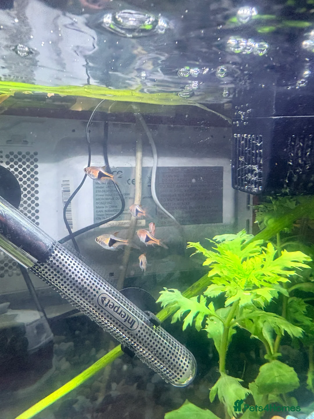 Rasboras fish for sale: 4 Harlequin Rasboras - Advert 2