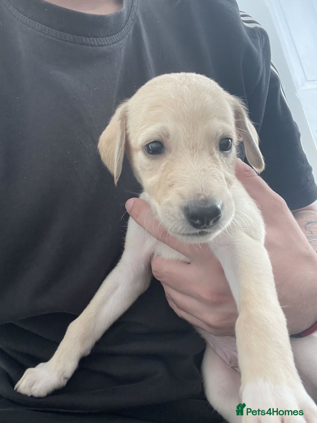 Greyhound dogs for sale: Greyhound Puppy - Image 11