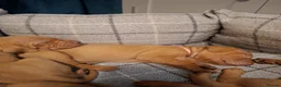 Hungarian Vizsla dogs for sale: Champion Bred Hungarian Vizsla Pups 0.9%COI KC Reg - Advert 8