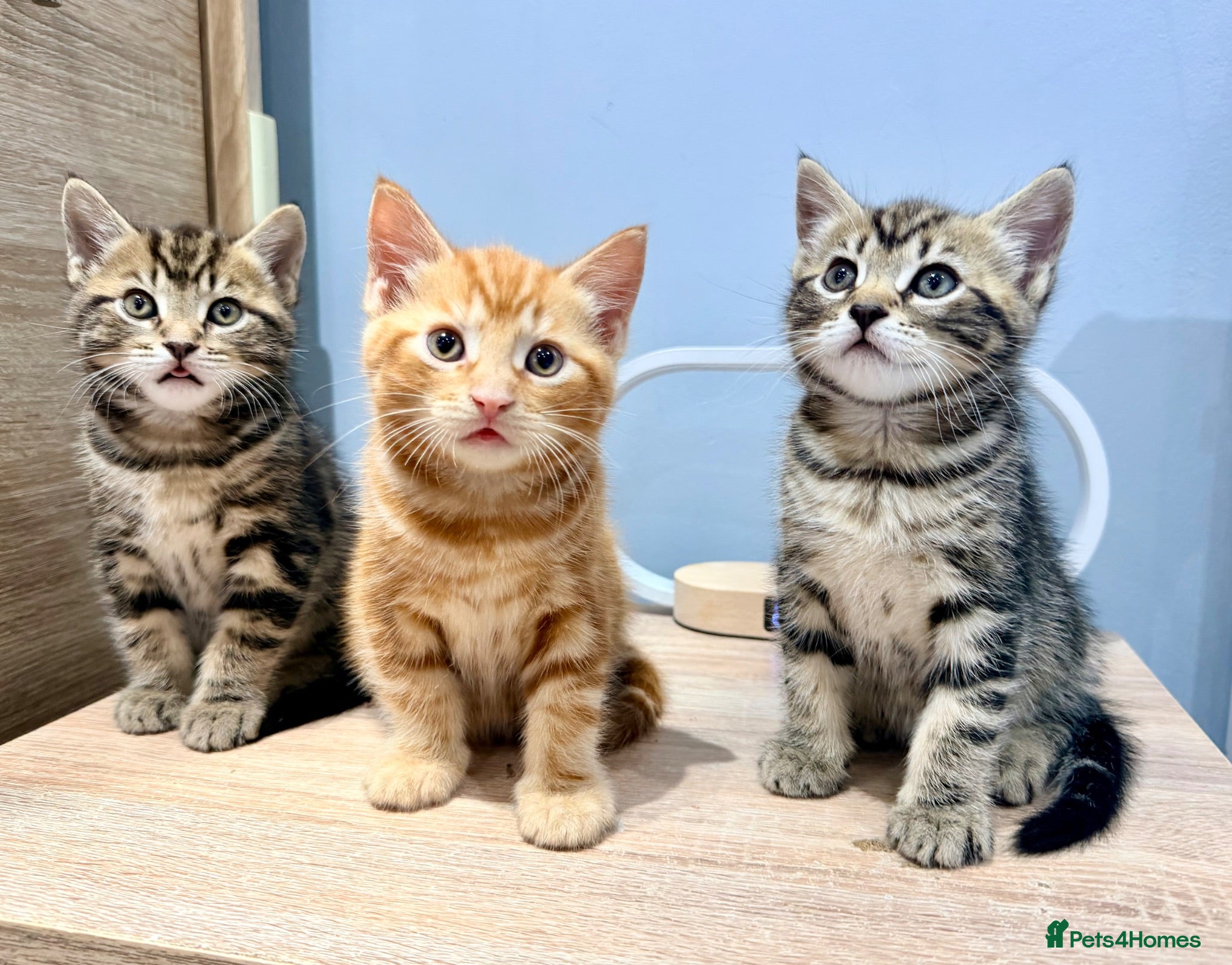 Mixed Breed cats Kittens - Advert 3