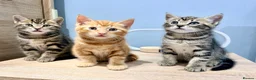 Mixed Breed cats for sale: Kittens - Advert 1