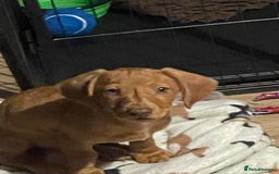 Miniature Dachshund dogs for sale: “Urgent homes needed! – Miniature Dashchunds - Image 9