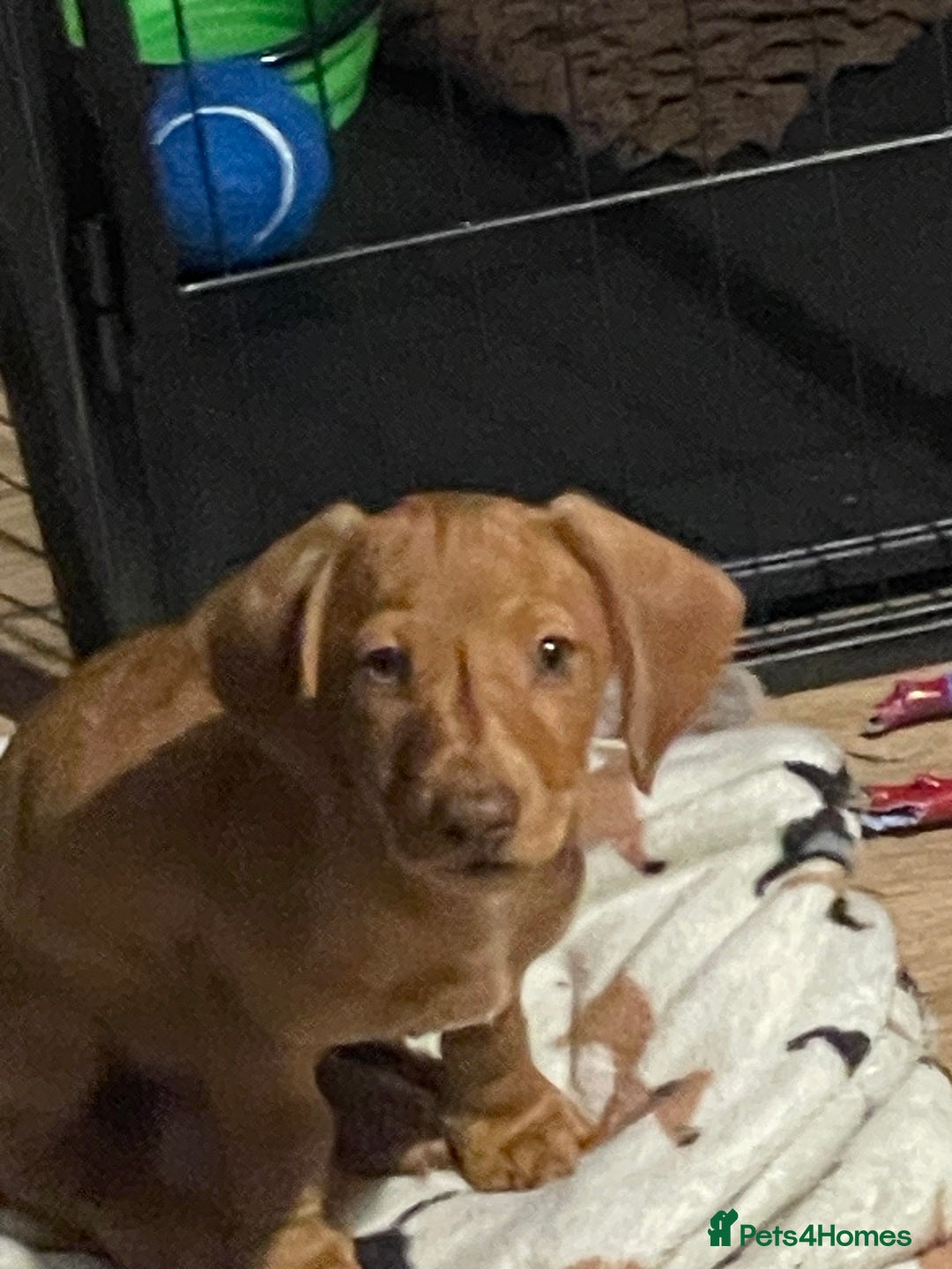 Miniature Dachshund dogs for sale: “Urgent homes needed! – Miniature Dashchunds - Image 9