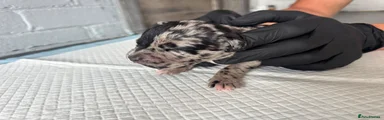 Cane Corso Puppy 10