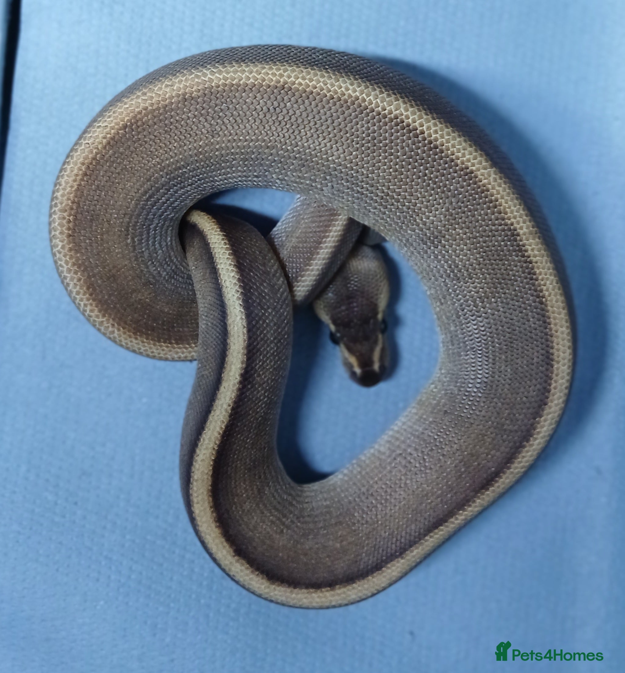 Python Snake reptiles Hatchling Male Royal Python's  - Advert 2