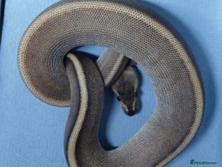 Python Snake reptiles Hatchling Male Royal Python's - Advert 2