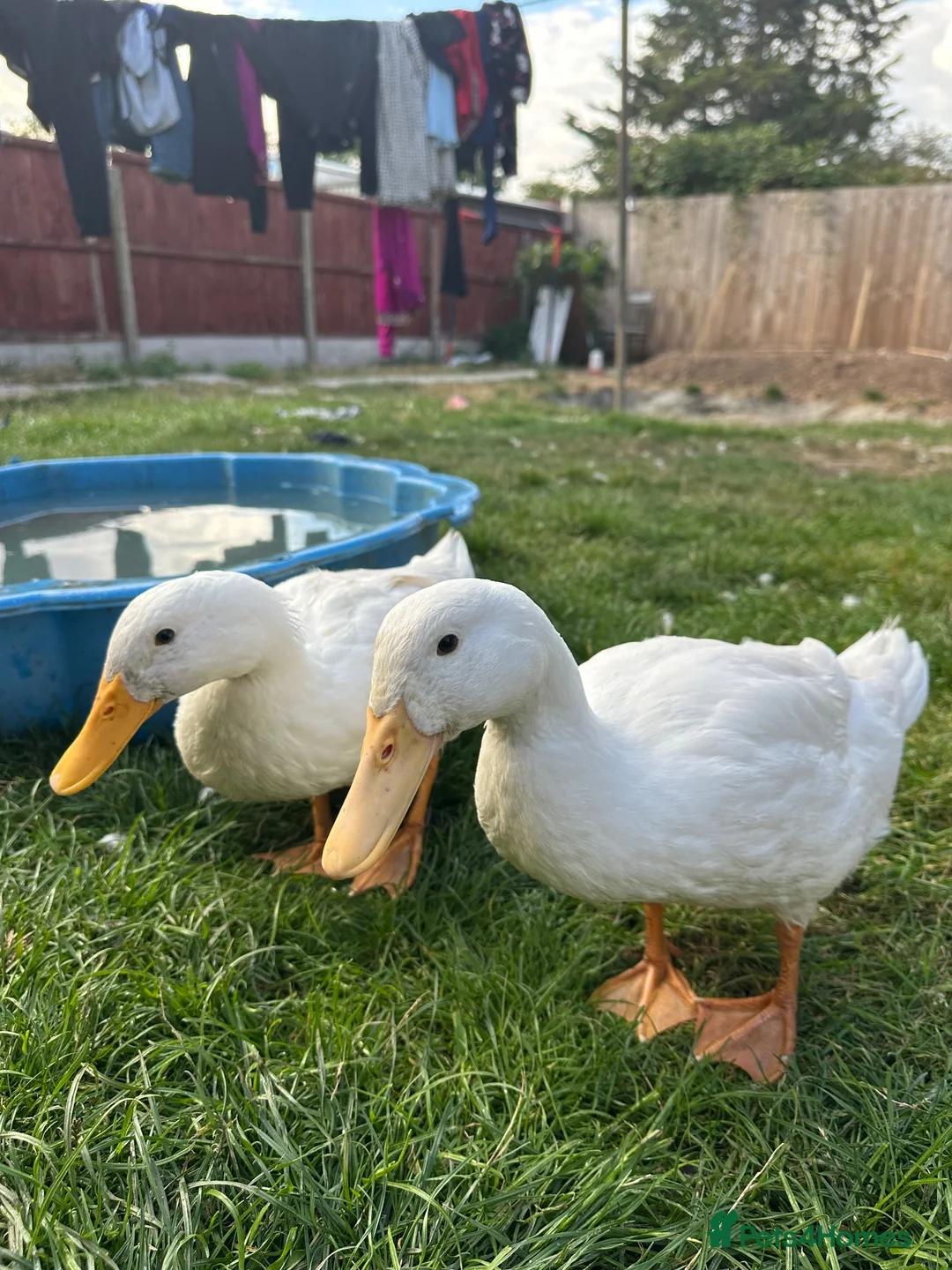 Ducks poultry for sale: 3 Cherry Valley Ducks - Advert 1