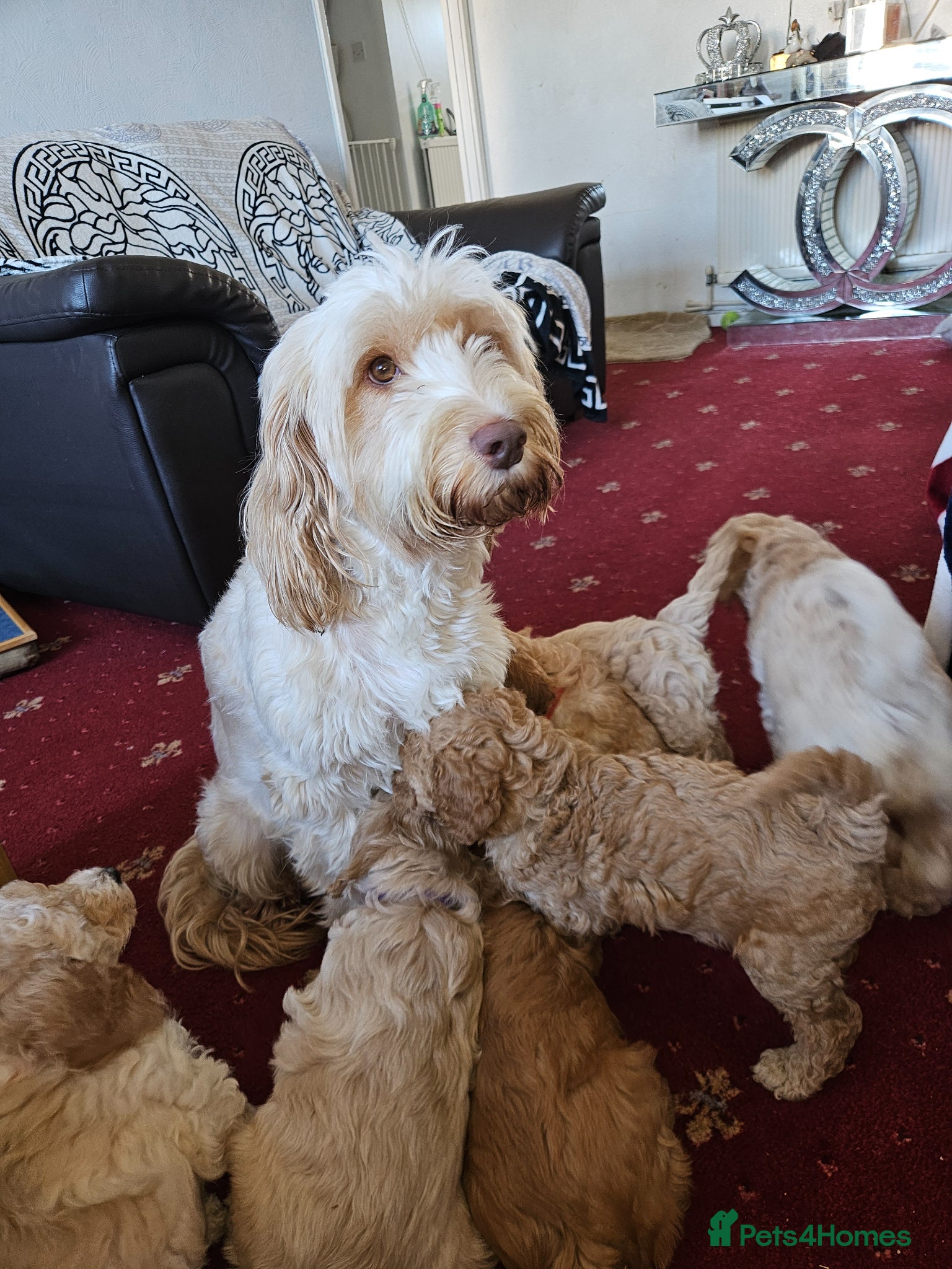 Cockapoo dogs Beautiful F1B Cockapoo Toy Poodle puppies for sale - Advert 2