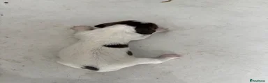 English Springer Spaniel 4