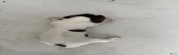 English Springer Spaniel dogs for sale: FTCH line pups - Advert 9