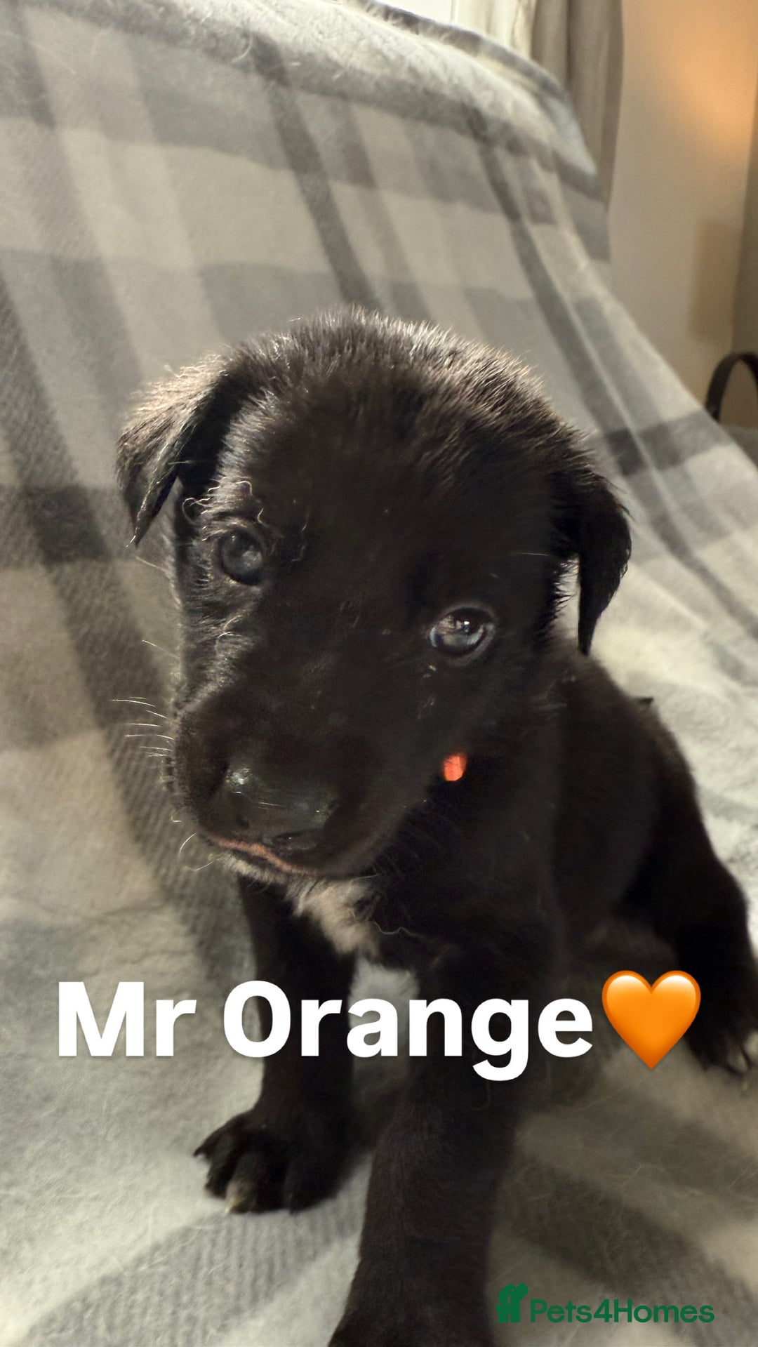 Mixed Breed dogs for sale: 10 RARE hybrid huskypoo’s!!! - Image 12